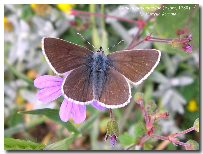 I tesori delle Madonie: Aricia eumedon (Lycaenidae)